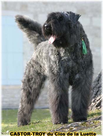 bouvier des flandres du clos de la luette - copyright d&eacute;pos&eacute;